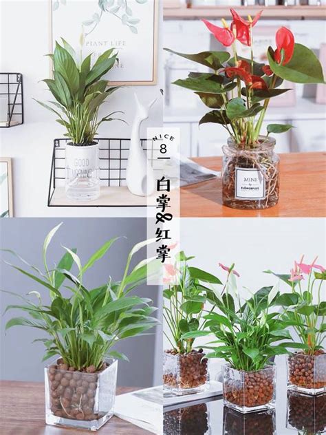 水 種 植物 風水|【水種】不可錯過的9大水培室內植物 